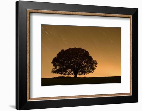 English Oak Tree (Quercus Robur) Silhouetted Against Orange Sky with Star Trails-Solvin Zankl-Framed Photographic Print