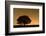 English Oak Tree (Quercus Robur) Silhouetted Against Orange Sky with Star Trails-Solvin Zankl-Framed Photographic Print