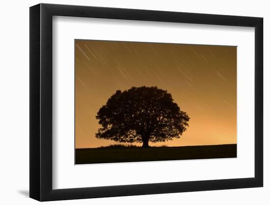 English Oak Tree (Quercus Robur) Silhouetted Against Orange Sky with Star Trails-Solvin Zankl-Framed Photographic Print