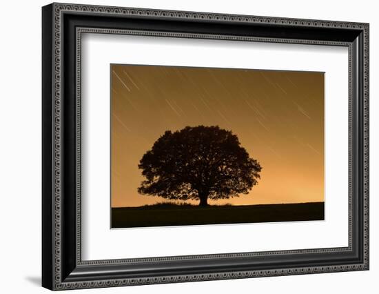 English Oak Tree (Quercus Robur) Silhouetted Against Orange Sky with Star Trails-Solvin Zankl-Framed Photographic Print