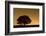 English Oak Tree (Quercus Robur) Silhouetted Against Orange Sky with Star Trails-Solvin Zankl-Framed Photographic Print