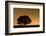 English Oak Tree (Quercus Robur) Silhouetted Against Orange Sky with Star Trails-Solvin Zankl-Framed Photographic Print