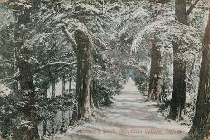 Addison's Walk, Magdalen College, Oxford. Postcard Sent in 1913-English Photographer-Giclee Print