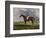 English Racehorses-J. Ferneley-Framed Premium Giclee Print