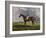 English Racehorses-J. Ferneley-Framed Giclee Print