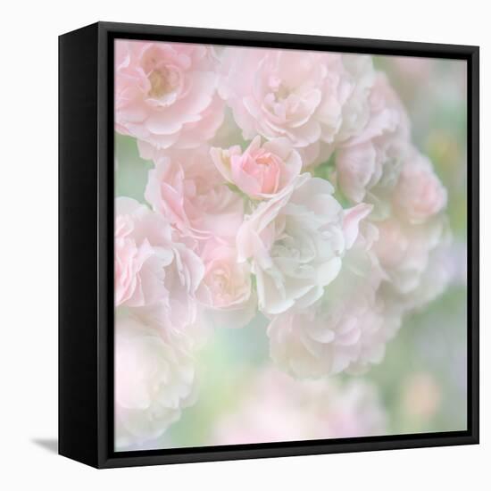 English Rose I-Doug Chinnery-Framed Premier Image Canvas