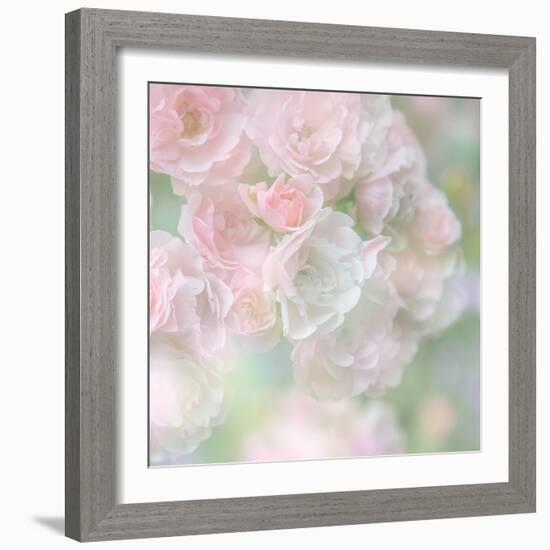 English Rose I-Doug Chinnery-Framed Photographic Print