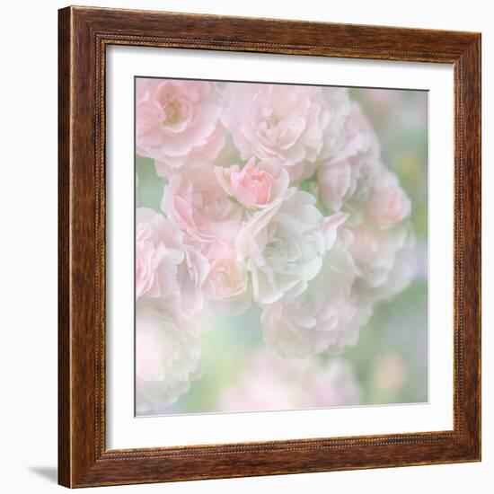 English Rose I-Doug Chinnery-Framed Photographic Print