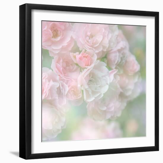 English Rose I-Doug Chinnery-Framed Photographic Print