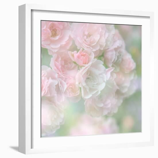 English Rose I-Doug Chinnery-Framed Photographic Print