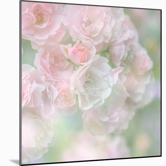 English Rose I-Doug Chinnery-Mounted Photographic Print