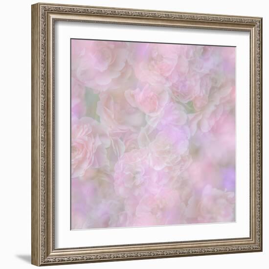 English Rose II-Doug Chinnery-Framed Photographic Print