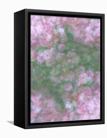 English Rose III-Doug Chinnery-Framed Premier Image Canvas