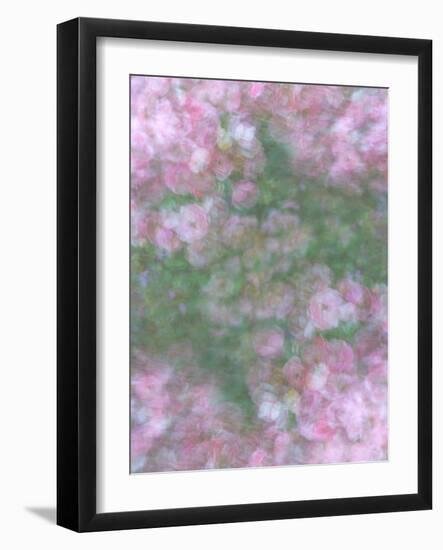 English Rose III-Doug Chinnery-Framed Photographic Print
