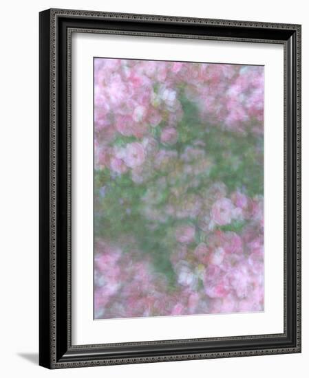 English Rose III-Doug Chinnery-Framed Photographic Print