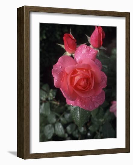 English Rose in Butchart Gardens, Vancouver Island, British Columbia, Canada-Connie Ricca-Framed Photographic Print