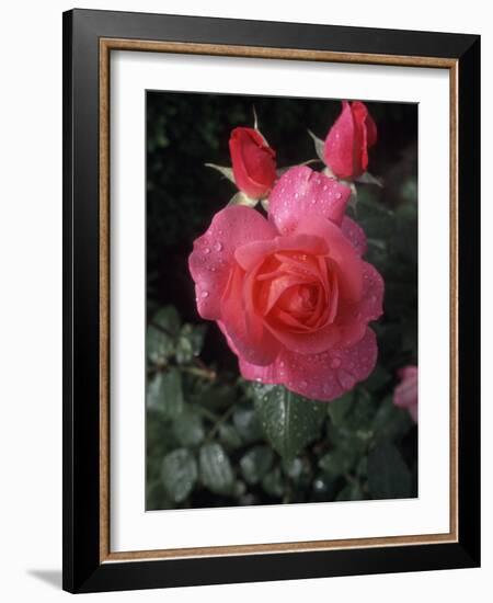 English Rose in Butchart Gardens, Vancouver Island, British Columbia, Canada-Connie Ricca-Framed Photographic Print
