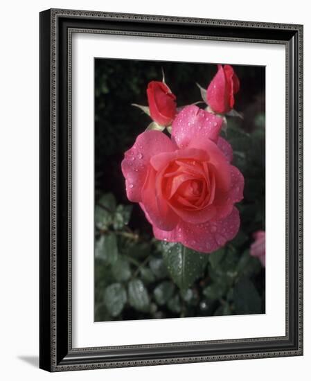 English Rose in Butchart Gardens, Vancouver Island, British Columbia, Canada-Connie Ricca-Framed Photographic Print