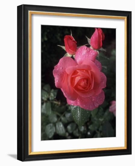 English Rose in Butchart Gardens, Vancouver Island, British Columbia, Canada-Connie Ricca-Framed Photographic Print