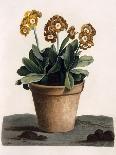 Auricula in a Pot, C.1840S (Hand Coloured Engraving)-English School-Giclee Print
