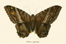 Butterflies-English School-Giclee Print