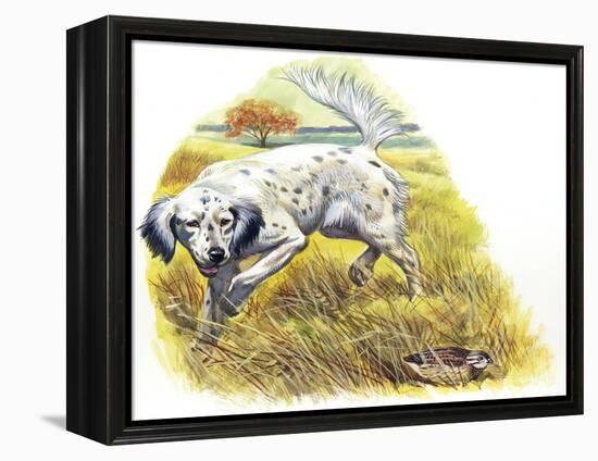 English Setter (Canis Lupus Familiaris) Pointing to Quail-null-Framed Premier Image Canvas