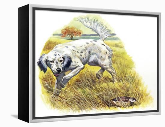 English Setter (Canis Lupus Familiaris) Pointing to Quail-null-Framed Premier Image Canvas