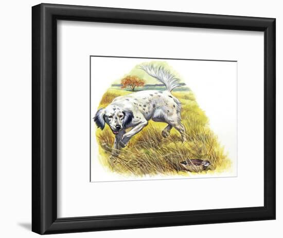 English Setter (Canis Lupus Familiaris) Pointing to Quail-null-Framed Giclee Print