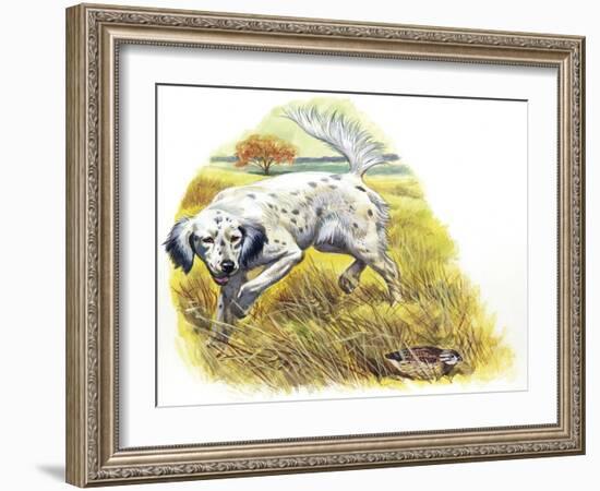 English Setter (Canis Lupus Familiaris) Pointing to Quail-null-Framed Giclee Print