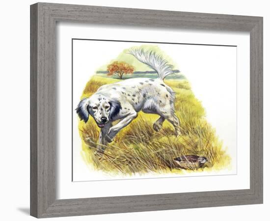 English Setter (Canis Lupus Familiaris) Pointing to Quail-null-Framed Giclee Print