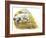 English Setter (Canis Lupus Familiaris) Pointing to Quail-null-Framed Giclee Print