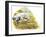 English Setter (Canis Lupus Familiaris) Pointing to Quail-null-Framed Giclee Print