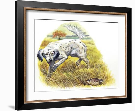 English Setter (Canis Lupus Familiaris) Pointing to Quail-null-Framed Giclee Print