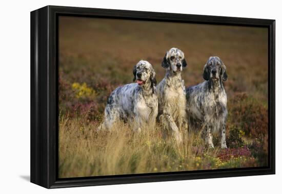 English Setter Dogs Three in Row-null-Framed Premier Image Canvas