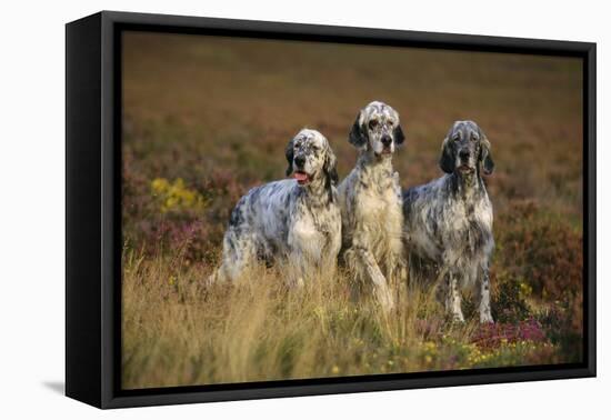 English Setter Dogs Three in Row-null-Framed Premier Image Canvas