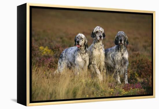 English Setter Dogs Three in Row-null-Framed Premier Image Canvas