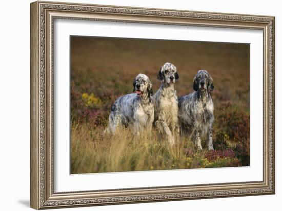 English Setter Dogs Three in Row-null-Framed Photographic Print