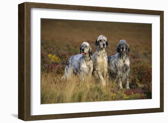 English Setter Dogs Three in Row-null-Framed Photographic Print