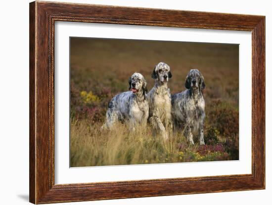 English Setter Dogs Three in Row-null-Framed Photographic Print