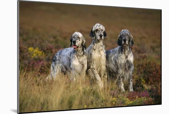 English Setter Dogs Three in Row-null-Mounted Photographic Print