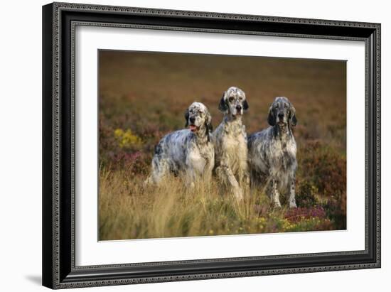 English Setter Dogs Three in Row-null-Framed Photographic Print