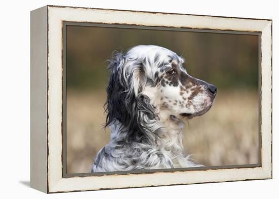 English Setter on Field-null-Framed Premier Image Canvas