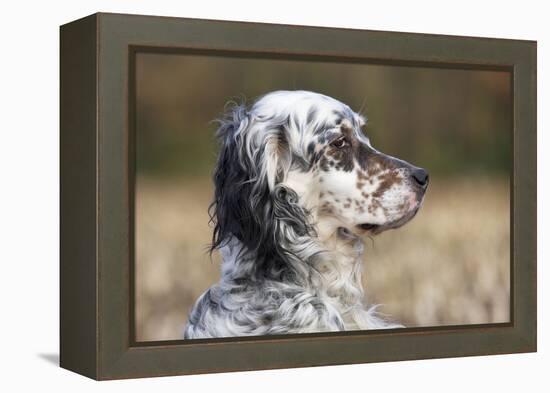 English Setter on Field-null-Framed Premier Image Canvas