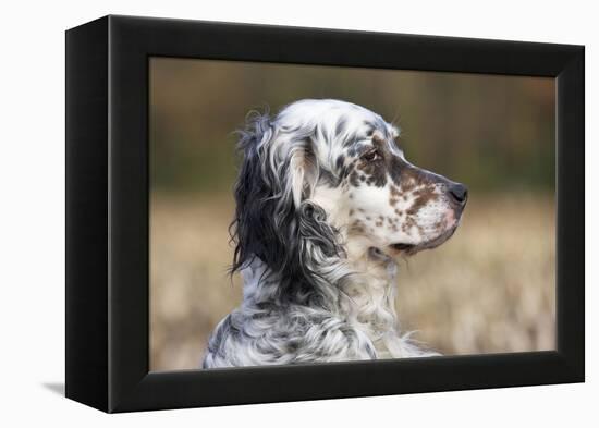 English Setter on Field-null-Framed Premier Image Canvas