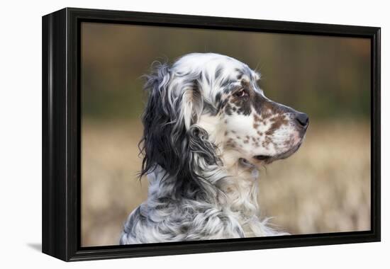 English Setter on Field-null-Framed Premier Image Canvas