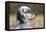 English Setter on Field-null-Framed Premier Image Canvas