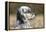 English Setter on Field-null-Framed Premier Image Canvas