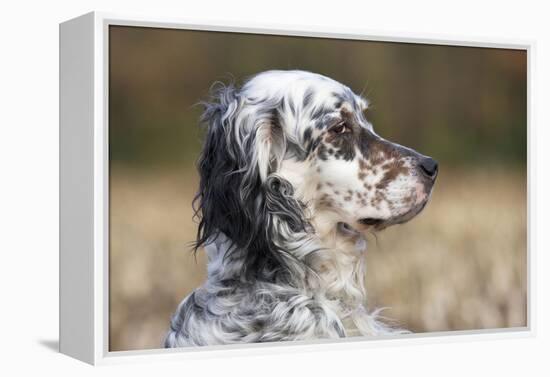 English Setter on Field-null-Framed Premier Image Canvas