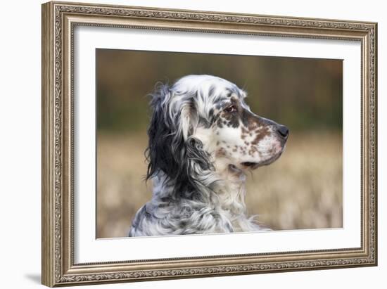 English Setter on Field-null-Framed Photographic Print