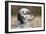 English Setter on Field-null-Framed Photographic Print